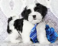 Cyclone, a male Yorkshire Terrier and Shorkie for sale in Belton, TX – 2 of 6