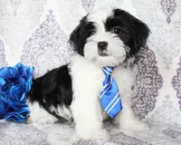 Cyclone, a male Yorkshire Terrier and Shorkie for sale in Belton, TX – 6 of 6