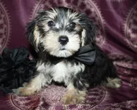 Tater, a male Yorkshire Terrier and Morkie for sale in Belton, TX – 2 of 9