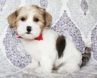 Derby, a male Yorkshire Terrier and Shorkie for sale in Belton, TX – 3 of 6