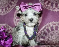 Runa, a female Yorkshire Terrier and Morkie for sale in Belton, TX – 3 of 8