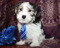 Wrigley, a male Yorkshire Terrier and Morkie for sale in Belton, TX – 3 of 8