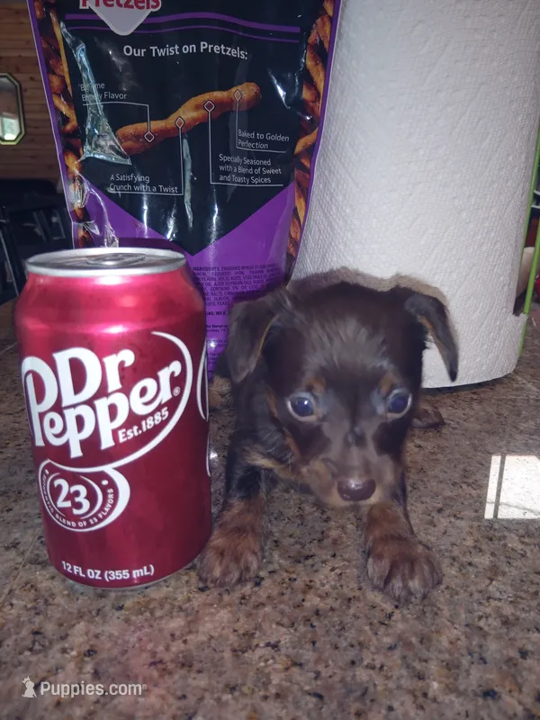 Chocolate 1 – Yorkshire Terrier, Miniature Dachshund puppy for sale in Oklahoma City, OK