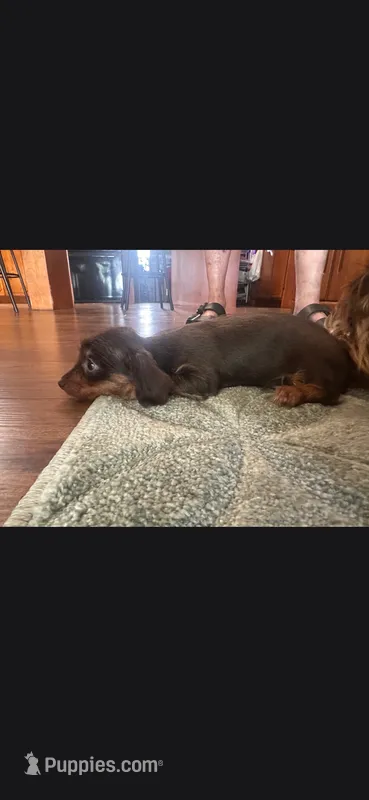 Chocolate 1 – Yorkshire Terrier, Miniature Dachshund puppy for sale in Oklahoma City, OK