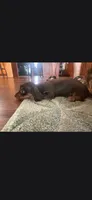 Chocolate 1, a female Yorkshire Terrier and Miniature Dachshund for sale in Oklahoma City, OK – 1 of 7