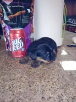 Black 1, a male Yorkshire Terrier and Miniature Dachshund for sale in Oklahoma City, OK – 1 of 9