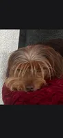 Chocolate 1, a female Yorkshire Terrier and Miniature Dachshund for sale in Oklahoma City, OK – 4 of 7