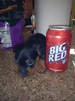 Black 2, a male Yorkshire Terrier and Miniature Dachshund for sale in Oklahoma City, OK – 7 of 7