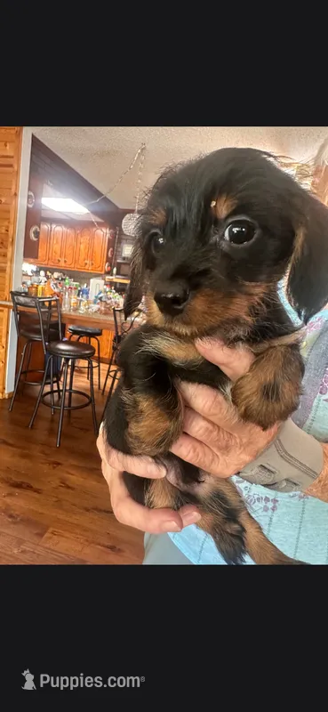 Black 2 – Yorkshire Terrier, Miniature Dachshund puppy for sale in Oklahoma City, OK