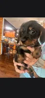 Black 2, a male Yorkshire Terrier and Miniature Dachshund for sale in Oklahoma City, OK – 2 of 9
