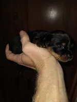 Black 2, a male Yorkshire Terrier and Miniature Dachshund for sale in Oklahoma City, OK – 3 of 7