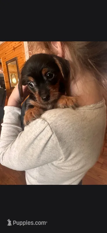 Black 1 – Yorkshire Terrier, Miniature Dachshund puppy for sale in Oklahoma City, OK