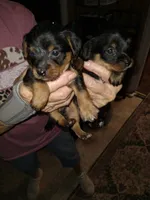 Black 1, a male Yorkshire Terrier and Miniature Dachshund for sale in Oklahoma City, OK – 7 of 9