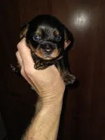 Black 1, a male Yorkshire Terrier and Miniature Dachshund for sale in Oklahoma City, OK – 6 of 9