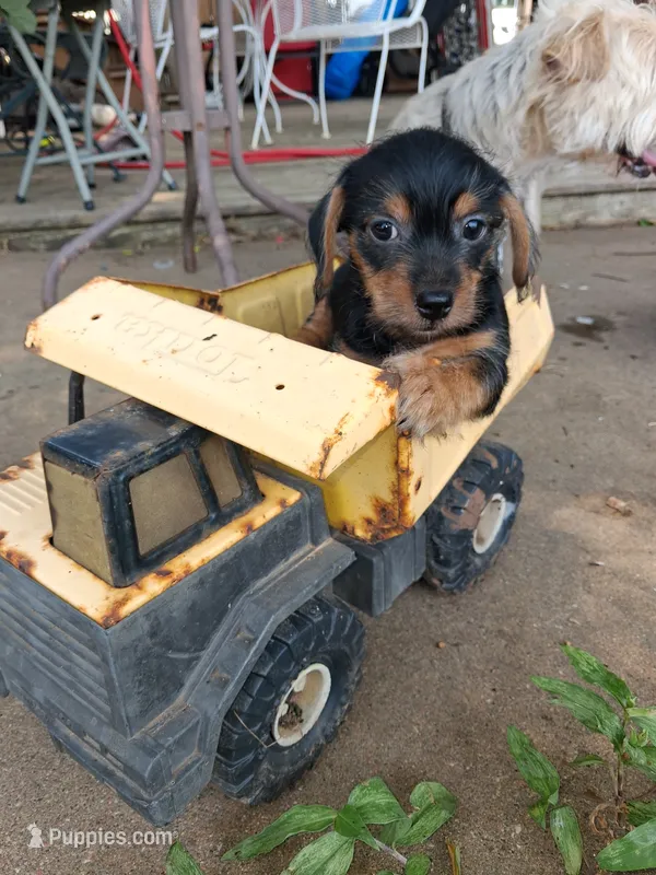 Black 2 – Yorkshire Terrier, Miniature Dachshund puppy for sale in Oklahoma City, OK