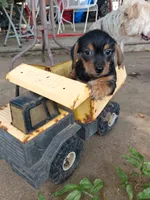 Black 2, a male Yorkshire Terrier and Miniature Dachshund for sale in Oklahoma City, OK – 1 of 9