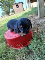 Chocolate 1, a female Yorkshire Terrier and Miniature Dachshund for sale in Oklahoma City, OK – 6 of 7
