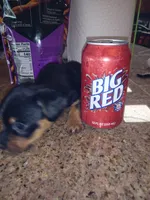 Black 2, a male Yorkshire Terrier and Miniature Dachshund for sale in Oklahoma City, OK – 6 of 7