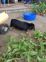 Black 2, a male Yorkshire Terrier and Miniature Dachshund for sale in Oklahoma City, OK – 3 of 9