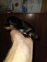 Black 1, a male Yorkshire Terrier and Miniature Dachshund for sale in Oklahoma City, OK – 8 of 9