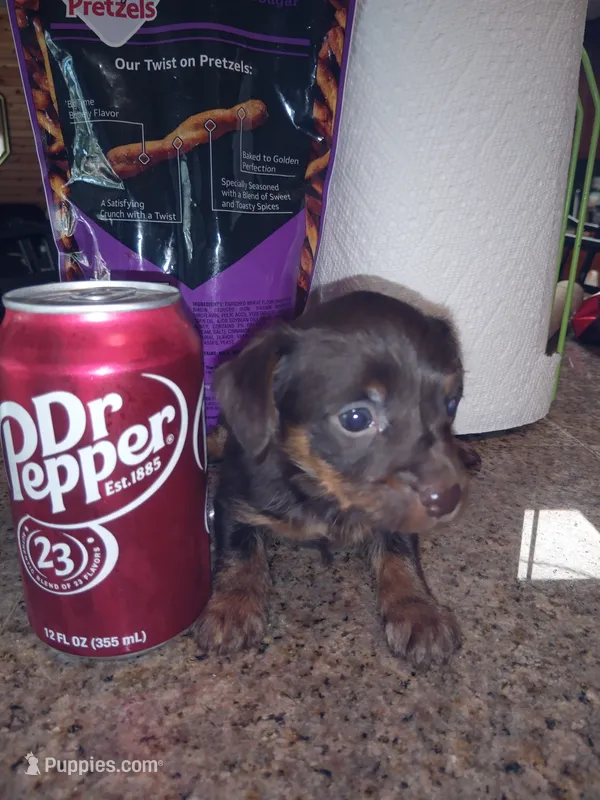 Chocolate 1 – Yorkshire Terrier, Miniature Dachshund puppy for sale in Oklahoma City, OK