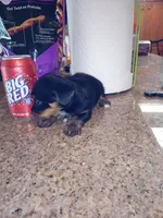 Black 1, a male Yorkshire Terrier and Miniature Dachshund for sale in Oklahoma City, OK – 3 of 9