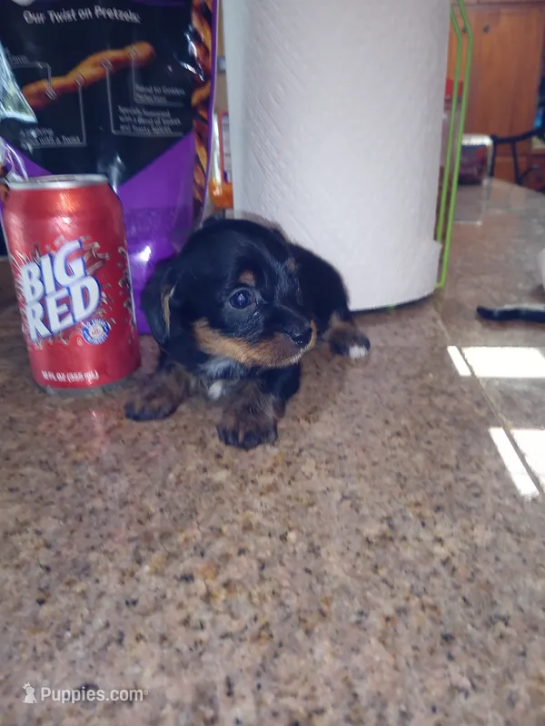 Black 1 – Yorkshire Terrier, Miniature Dachshund puppy for sale in Oklahoma City, OK