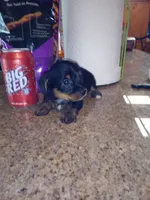 Black 1, a male Yorkshire Terrier and Miniature Dachshund for sale in Oklahoma City, OK – 2 of 9