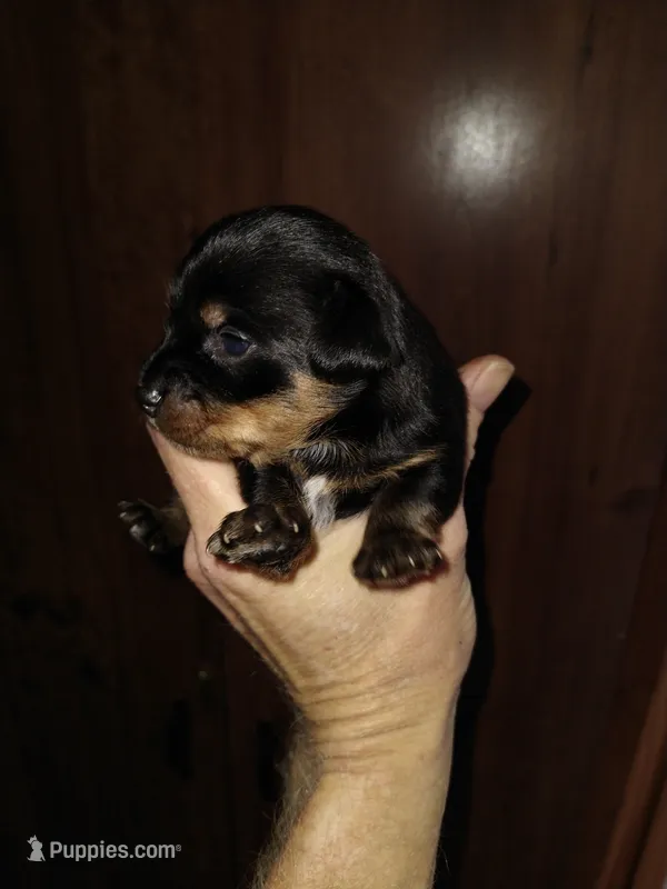 Black 2 – Yorkshire Terrier, Miniature Dachshund puppy for sale in Oklahoma City, OK
