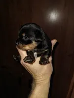 Black 2, a male Yorkshire Terrier and Miniature Dachshund for sale in Oklahoma City, OK – 1 of 7