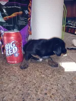 Black 1, a male Yorkshire Terrier and Miniature Dachshund for sale in Oklahoma City, OK – 4 of 9
