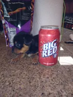 Black 2, a male Yorkshire Terrier and Miniature Dachshund for sale in Oklahoma City, OK – 5 of 7