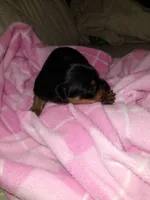 Black 2, a male Yorkshire Terrier and Miniature Dachshund for sale in Oklahoma City, OK – 4 of 7
