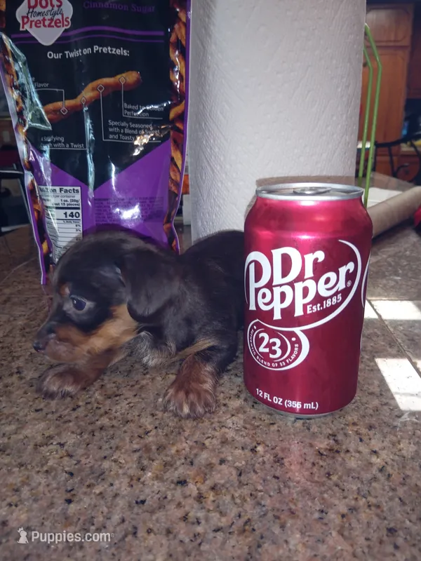 Chocolate 2  – Yorkshire Terrier, Miniature Dachshund puppy for sale in Oklahoma City, OK