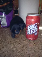 Black 2, a male Yorkshire Terrier and Miniature Dachshund for sale in Oklahoma City, OK – 2 of 7