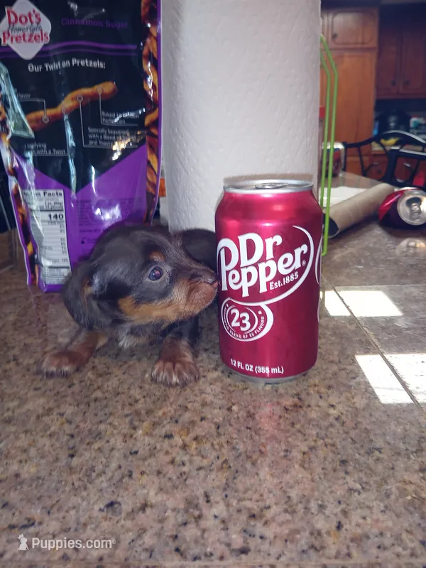 Chocolate 2  – Yorkshire Terrier, Miniature Dachshund puppy for sale in Oklahoma City, OK