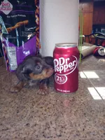 Chocolate 2 , a female Yorkshire Terrier and Miniature Dachshund for sale in Oklahoma City, OK – 2 of 2
