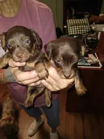 Chocolate 1, a female Yorkshire Terrier and Miniature Dachshund for sale in Oklahoma City, OK – 7 of 7