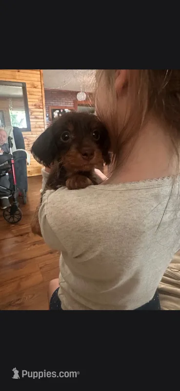Chocolate 2  – Yorkshire Terrier, Miniature Dachshund puppy for sale in Oklahoma City, OK