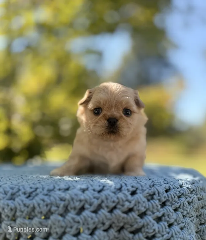 Bowie – Shih Tzu puppy for sale in Hurdle Mills, NC