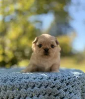 Bowie, a male Shih Tzu for sale in Hurdle Mills, NC – 1 of 1