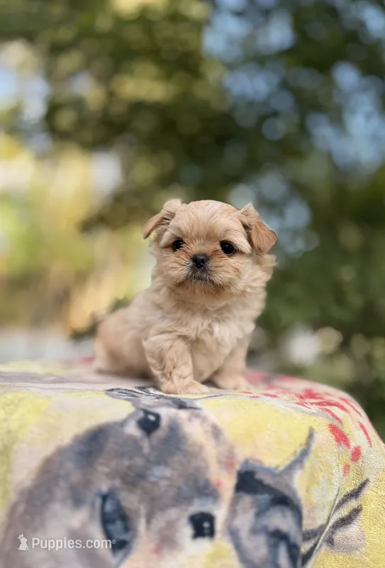 Bowie – Shih Tzu puppy for sale in Hurdle Mills, NC