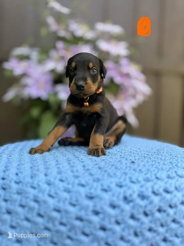 Steel(Orange Collar) – Doberman Pinscher puppy for sale in Hurdle Mills, NC