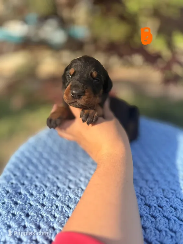 Steel(Orange Collar) – Doberman Pinscher puppy for sale in Hurdle Mills, NC
