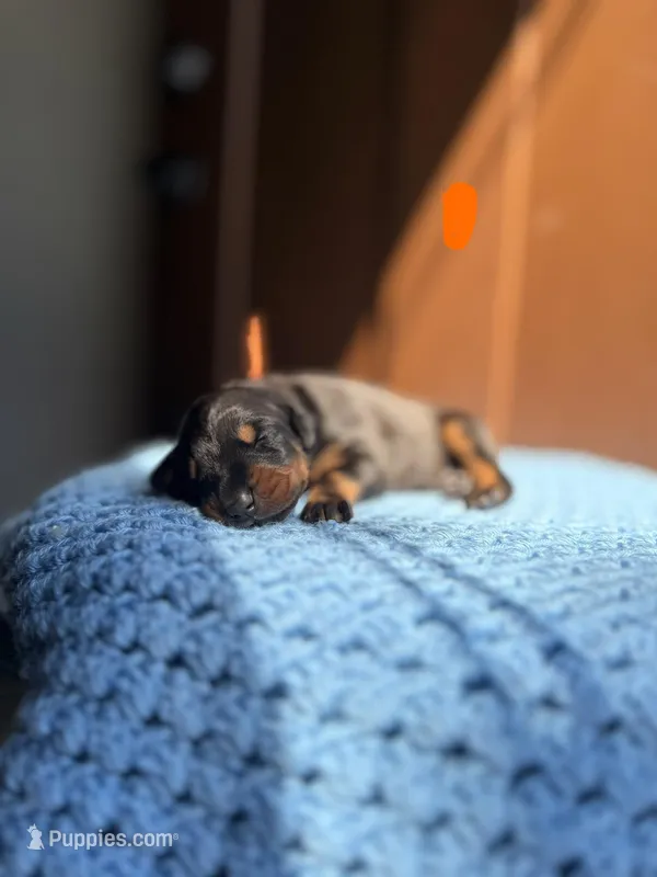 Steel(Orange Collar) – Doberman Pinscher puppy for sale in Hurdle Mills, NC