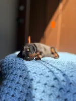 Steel(Orange Collar), a male Doberman Pinscher for sale in Hurdle Mills, NC – Photo 1 of 2