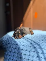 Steel(Orange Collar), a male Doberman Pinscher for sale in Hurdle Mills, NC – Photo 2 of 2