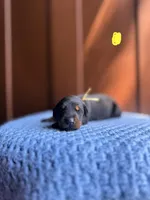 Beau(Yellow Collar), a male Doberman Pinscher for sale in Hurdle Mills, NC – Photo 2 of 2