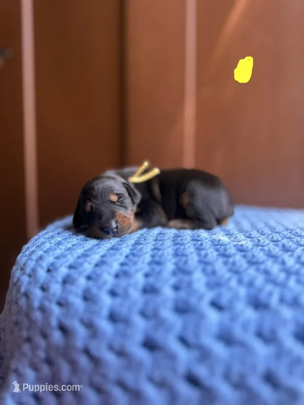 Beau(Yellow Collar) – Doberman Pinscher puppy for sale in Hurdle Mills, NC