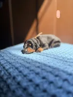 Arlo(Tan collar), a male Doberman Pinscher for sale in Hurdle Mills, NC – Photo 2 of 2